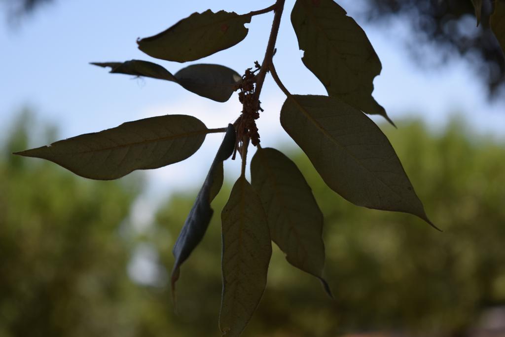 Bed & Breakfast La Collinetta Locorotondo Bagian luar foto